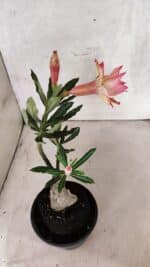 ENXERTO 12567 – 20cm (cor LM 926) - Imagem 5