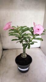 ENXERTO 12568 – 25cm (cor LM 08) - Imagem 2