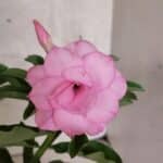 ENXERTO 12568 – 25cm (cor LM 08)