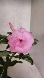 ENXERTO 12568 – 25cm (cor LM 08)