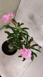 ENXERTO 12568 – 25cm (cor LM 08) - Imagem 5