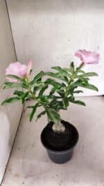 ENXERTO 12568 – 25cm (cor LM 08) - Imagem 7