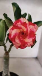 ENXERTO 12569 – 20cm (cor LM 995) Id: POP CORN 2 - Imagem 6