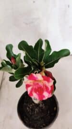 ENXERTO 12569 – 20cm (cor LM 995) Id: POP CORN 2 - Imagem 4