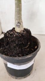 ENXERTO 12569 – 20cm (cor LM 995) Id: POP CORN 2 - Imagem 5