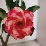 ENXERTO 12569 – 20cm (cor LM 995) Id: POP CORN 2