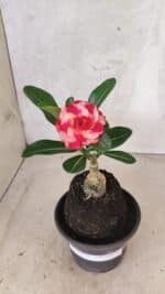 ENXERTO 12570 – 20cm (cor LM 995) Id: POP CORN 2 - Imagem 2