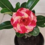 ENXERTO 12570 – 20cm (cor LM 995) Id: POP CORN 2