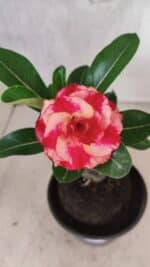 ENXERTO 12570 – 20cm (cor LM 995) Id: POP CORN 2