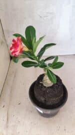 ENXERTO 12570 – 20cm (cor LM 995) Id: POP CORN 2 - Imagem 4