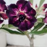 ENXERTO 12571 – 20cm (cor LM 916)