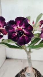 ENXERTO 12571 – 20cm (cor LM 916)