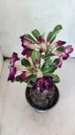 ENXERTO 12571 – 20cm (cor LM 916) - Imagem 8