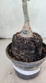 ENXERTO 12571 – 20cm (cor LM 916) - Imagem 7