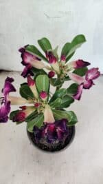 ENXERTO 12571 – 20cm (cor LM 916) - Imagem 4