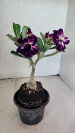 ENXERTO 12571 – 20cm (cor LM 916) - Imagem 5