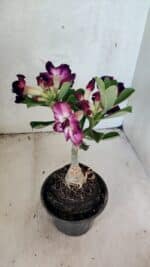 ENXERTO 12571 – 20cm (cor LM 916) - Imagem 6