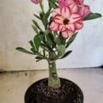 ENXERTO 12572 – 20cm (cor LM 914)