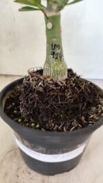 ENXERTO 12572 – 20cm (cor LM 914) - Imagem 7