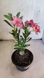 ENXERTO 12572 – 20cm (cor LM 914) - Imagem 6