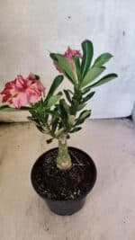 ENXERTO 12572 – 20cm (cor LM 914) - Imagem 5