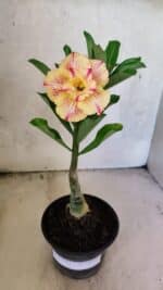 ENXERTO 12573 – 20cm (cor LM 918) - Imagem 2