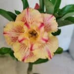 ENXERTO 12573 – 20cm (cor LM 918)