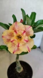 ENXERTO 12573 – 20cm (cor LM 918)