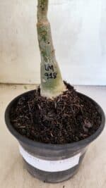 ENXERTO 12573 – 20cm (cor LM 918) - Imagem 8