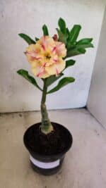 ENXERTO 12573 – 20cm (cor LM 918) - Imagem 7