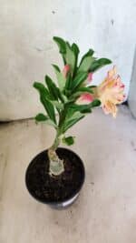 ENXERTO 12573 – 20cm (cor LM 918) - Imagem 6