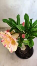 ENXERTO 12573 – 20cm (cor LM 918) - Imagem 5