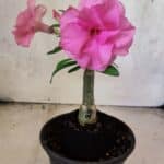 ENXERTO 12574 – 20cm (cor LM 04)