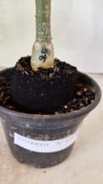 ENXERTO 12574 – 20cm (cor LM 04) - Imagem 8