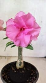 ENXERTO 12574 – 20cm (cor LM 04) - Imagem 3