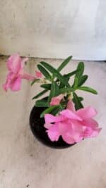 ENXERTO 12574 – 20cm (cor LM 04) - Imagem 4