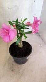 ENXERTO 12574 – 20cm (cor LM 04) - Imagem 7