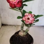 ENXERTO 12575 – 25cm (cor LM 725 e LM 914)