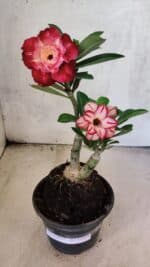 ENXERTO 12575 – 25cm (cor LM 725 e LM 914)