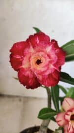 ENXERTO 12575 – 25cm (cor LM 725 e LM 914) - Imagem 4