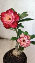 ENXERTO 12575 – 25cm (cor LM 725 e LM 914) - Imagem 3