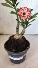 ENXERTO 12575 – 25cm (cor LM 725 e LM 914) - Imagem 5