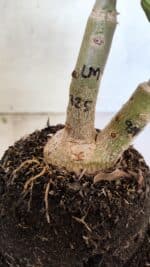 ENXERTO 12575 – 25cm (cor LM 725 e LM 914) - Imagem 10