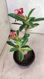 ENXERTO 12575 – 25cm (cor LM 725 e LM 914) - Imagem 8