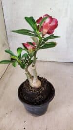 ENXERTO 12575 – 25cm (cor LM 725 e LM 914) - Imagem 7