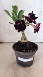 ENXERTO 12576 – 20cm (cor LM 916) - Imagem 2