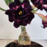 ENXERTO 12576 – 20cm (cor LM 916)