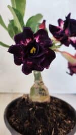 ENXERTO 12576 – 20cm (cor LM 916)