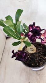 ENXERTO 12576 – 20cm (cor LM 916) - Imagem 4