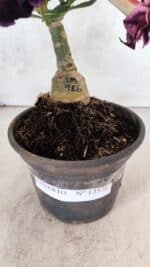 ENXERTO 12576 – 20cm (cor LM 916) - Imagem 7